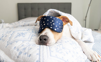 White and Tan Dog Sleeping on Human Bed Wearing Blue Eye Mask