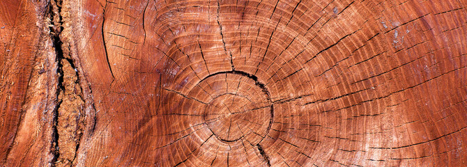 Stump texture on the cut, beautiful wood texture rustic