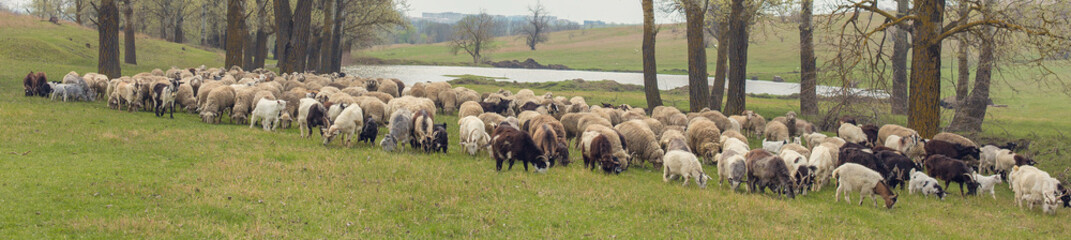 Sheep and goats graze on green grass in spring	