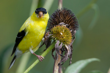 American gold finch sitting on flower stalk