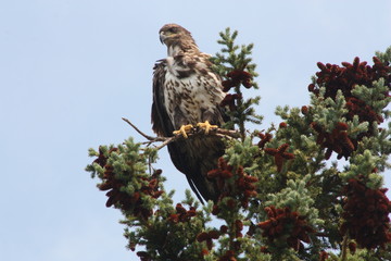 Immature Eagle atop a tree