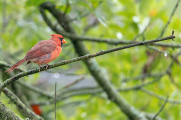 Northern Cardinal male sitting on tree branch