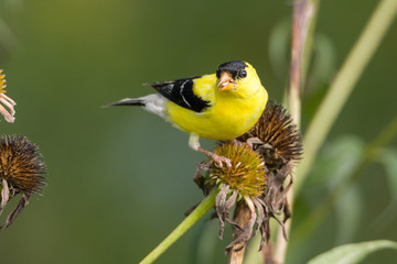 American gold finch sitting on flower stalk