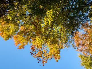 fall foliage against blue sky in autumn