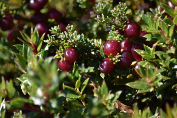 red berries on a branch