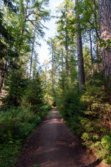 Forest dirt road, tall conifers in the sunset