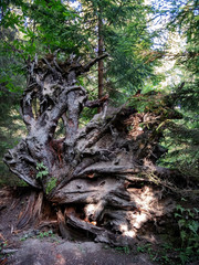 The big root of a fallen tree, like a dragon
