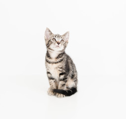 Adorable Short Haired Tabby Kitten on White Background 