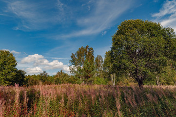 Meadow with yellowed grass on a background of trees and a bright sky with clouds