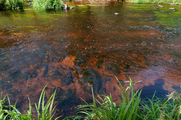 River with brown transparent water in a dense forest on a sunny summer day