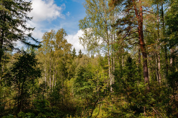 Fototapeta premium River with brown transparent water in a dense forest on a sunny summer day