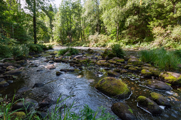Naklejka na ściany i meble Rapids on the river with brown transparent water in a dense forest on a sunny summer day