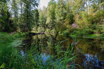 River with brown transparent water in a dense forest on a sunny summer day