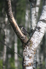 Wood Pecker