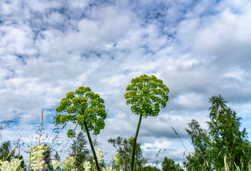 Close up photo of giant ground elder (Aegopodium podagraria) flower heads with almost ready seeds at the autumn beginning, Northern Scandinavia. Grows both in Norway and Sweden Mountain areas