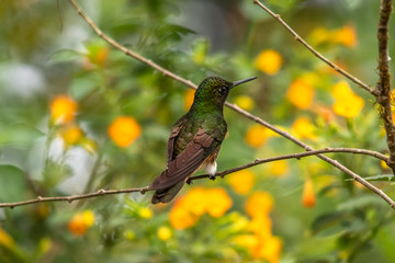 Green and blue hummingbird Sparkling Violetear flying next to beautiful yelow flower. Bird from Ecuador, tropical mountain forest. Wildlife scene from nature. Birdwatching in South America