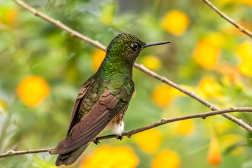 Green and blue hummingbird Sparkling Violetear flying next to beautiful yelow flower. Bird from Ecuador, tropical mountain forest. Wildlife scene from nature. Birdwatching in South America