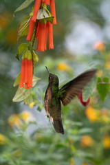 Green and blue hummingbird Sparkling Violetear flying next to beautiful yelow flower. Bird from Ecuador, tropical mountain forest. Wildlife scene from nature. Birdwatching in South America