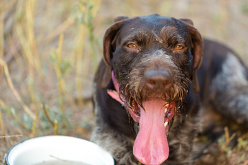German hunting watchdog drathaar, Beautiful dog portrait on the hunt