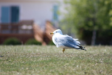 Seagull in Grass