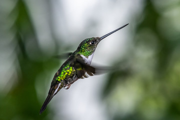 Green and blue hummingbird Sparkling Violetear flying next to beautiful yelow flower. Bird from Ecuador, tropical mountain forest. Wildlife scene from nature. Birdwatching in South America