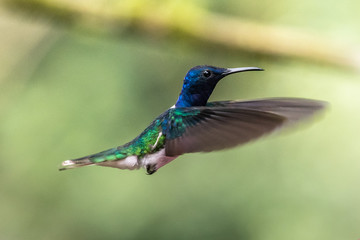 Green and blue hummingbird Sparkling Violetear flying next to beautiful yelow flower. Bird from Ecuador, tropical mountain forest. Wildlife scene from nature. Birdwatching in South America