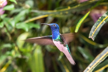 Green and blue hummingbird Sparkling Violetear flying next to beautiful yelow flower. Bird from Ecuador, tropical mountain forest. Wildlife scene from nature. Birdwatching in South America