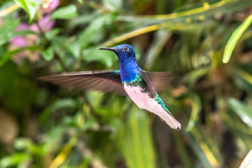 Green and blue hummingbird Sparkling Violetear flying next to beautiful yelow flower. Bird from Ecuador, tropical mountain forest. Wildlife scene from nature. Birdwatching in South America