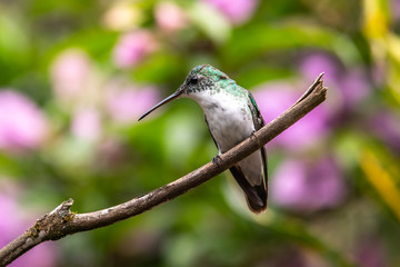 Green and blue hummingbird Sparkling Violetear flying next to beautiful yelow flower. Bird from Ecuador, tropical mountain forest. Wildlife scene from nature. Birdwatching in South America