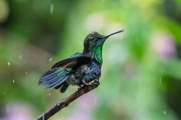Green and blue hummingbird Sparkling Violetear flying next to beautiful yelow flower. Bird from Ecuador, tropical mountain forest. Wildlife scene from nature. Birdwatching in South America