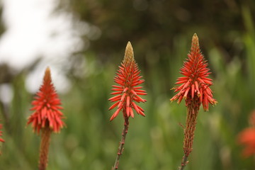 LIMA, Peru, 3 june 2019. Flowers and plants at Parque de Las Leyendas zoo