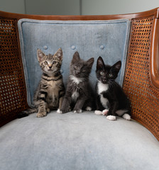 Three Adorable Two Month Old Kittens on Vintage Blue Velvet Chair © Anna Hoychuk