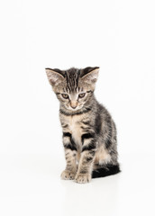 Obraz premium Adorable Tabby Striped Young Kitten on White Background