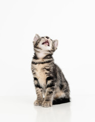 Adorable Tabby Striped Young Kitten on White Background