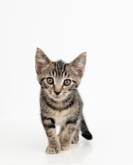 Adorable Tabby Striped Young Kitten on White Background