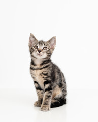Fototapeta na wymiar Adorable Tabby Striped Young Kitten on White Background