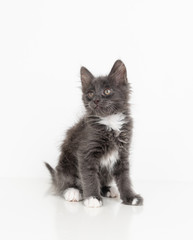Naklejka na ściany i meble Adorable Gray Young Kitten on White Background