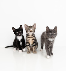 Three Adorable Young Kittens on White Background