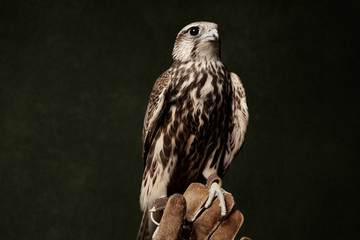 Red Tailed Hawk portrait on dark green background. A Cooper's Hawk, close-up