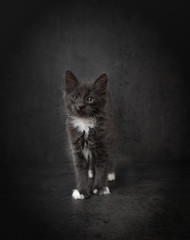 Fuzzy Gray and White Tiny Kitten on Dark Background