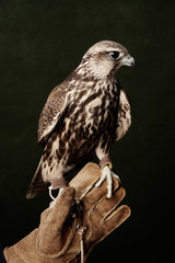 Red Tailed Hawk portrait on dark green background. A Cooper's Hawk, close-up