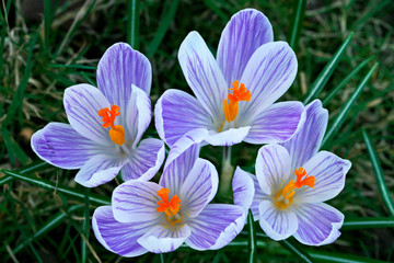 crocus in spring