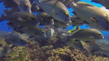 Gold Spotted Sweetlips Fish School Close Up. Goldspot Sweetlip Bream Swimming In Colourful Coral Ref In Blue  Sunlit Sea Water. Beautiful Graceful Peaceful Aquatic Marine Life Or Underwater Animals