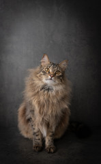 Fototapeta na wymiar Portrait of Fluffy Tabby Cat on Dark Background
