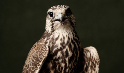 Red Tailed Hawk portrait on dark green background. A Cooper's Hawk, close-up