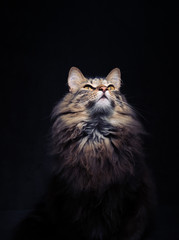 Portrait of Fluffy Tabby Cat on Dark Background