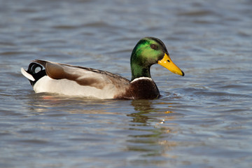 Mallard duck in water