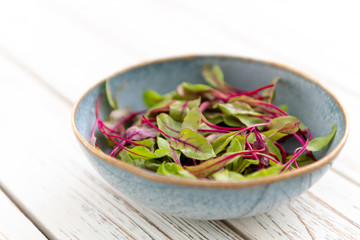 Nutrient Dense Rainbow Chard Micro Greens 