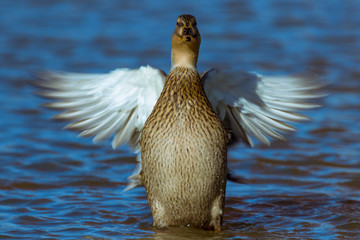 Duck flapping wings in water