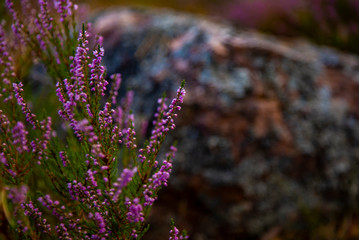 Purple forest flowers of Heather
